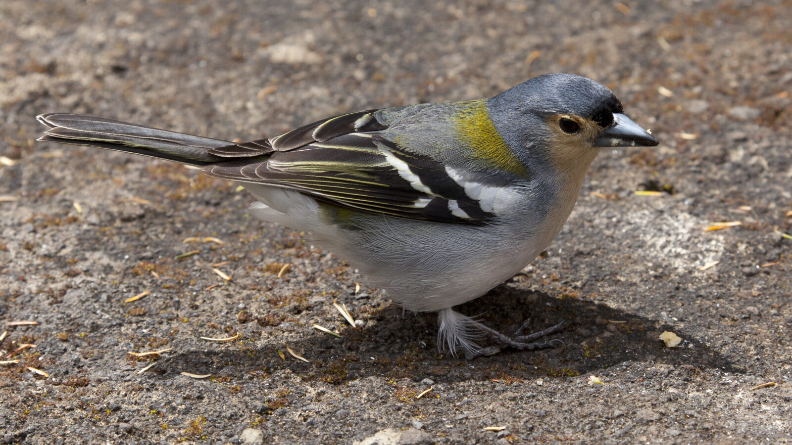 Madeira Chaffinch