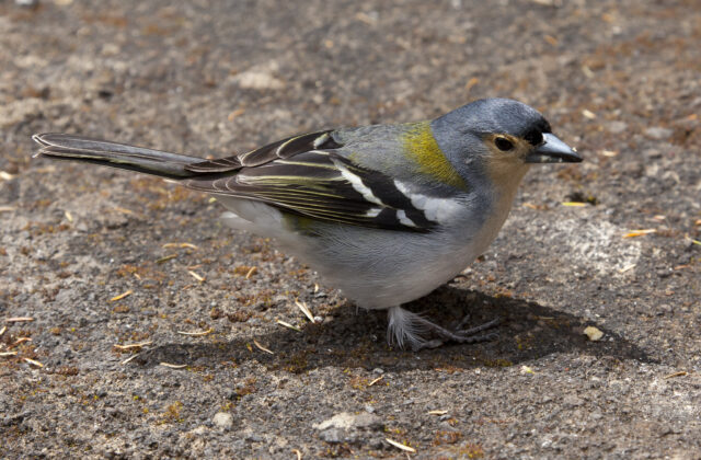 Madeira Chaffinch