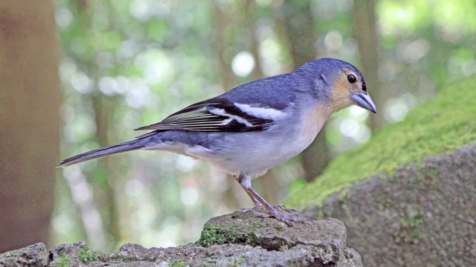 Canary Islands Chaffinch