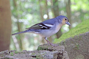 Canary Islands Chaffinch