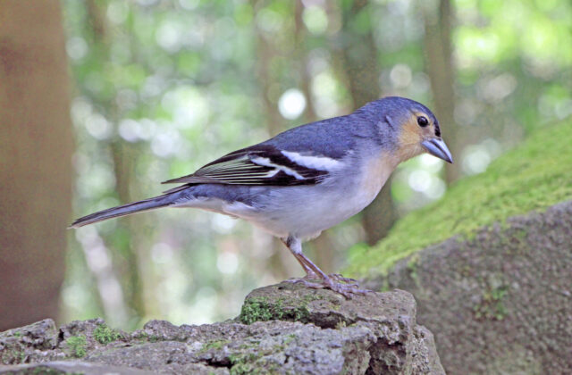 Canary Islands Chaffinch