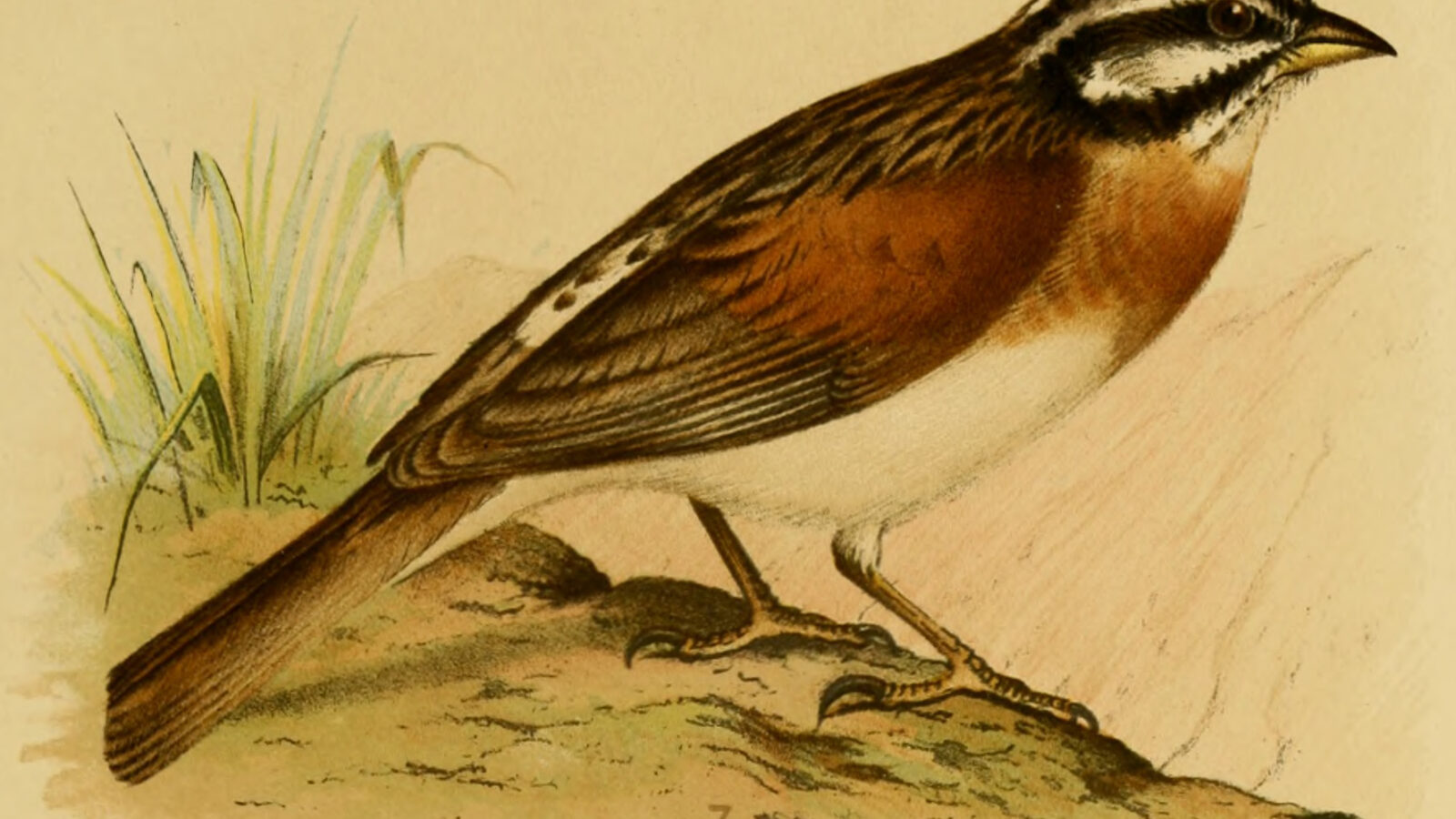 Socotra Bunting