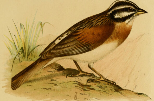 Socotra Bunting