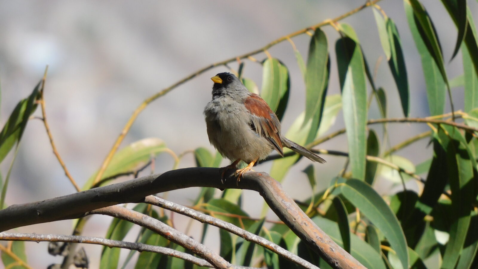 Rufous-backed Inca Finch