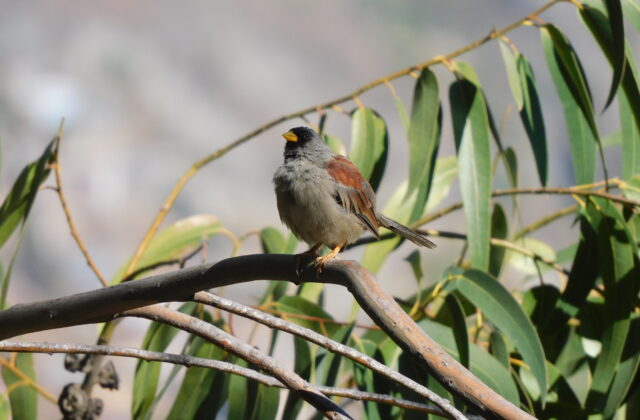 Rufous-backed Inca Finch