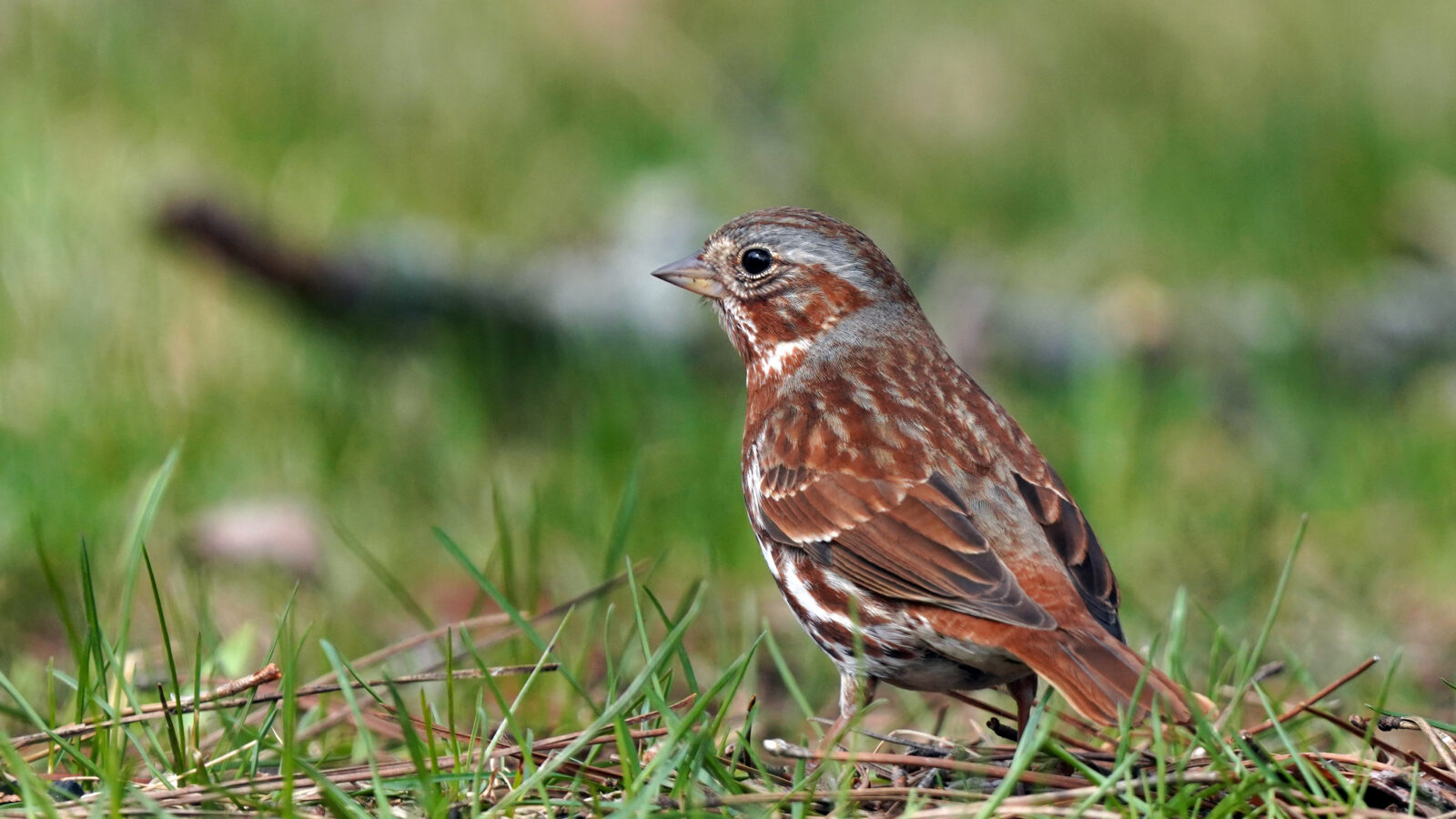 Red Fox Sparrow