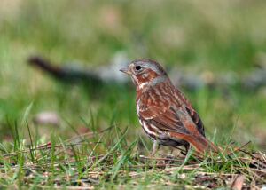 Red Fox Sparrow