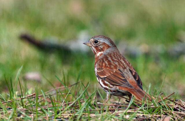 Red Fox Sparrow