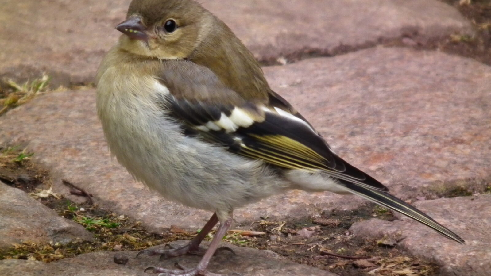 Eurasian Chaffinch