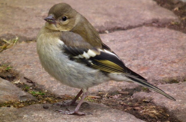 Eurasian Chaffinch