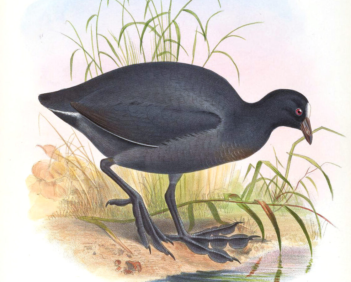 Andean Coot