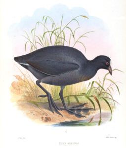 Andean Coot