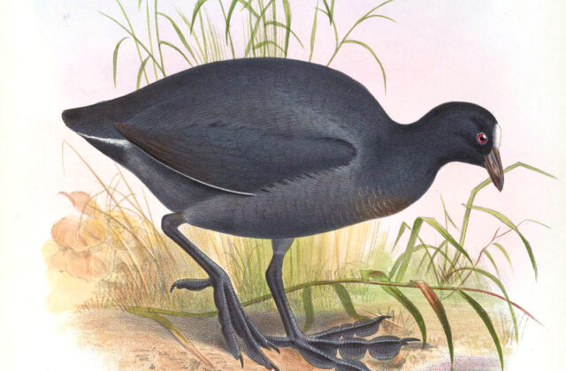 Andean Coot