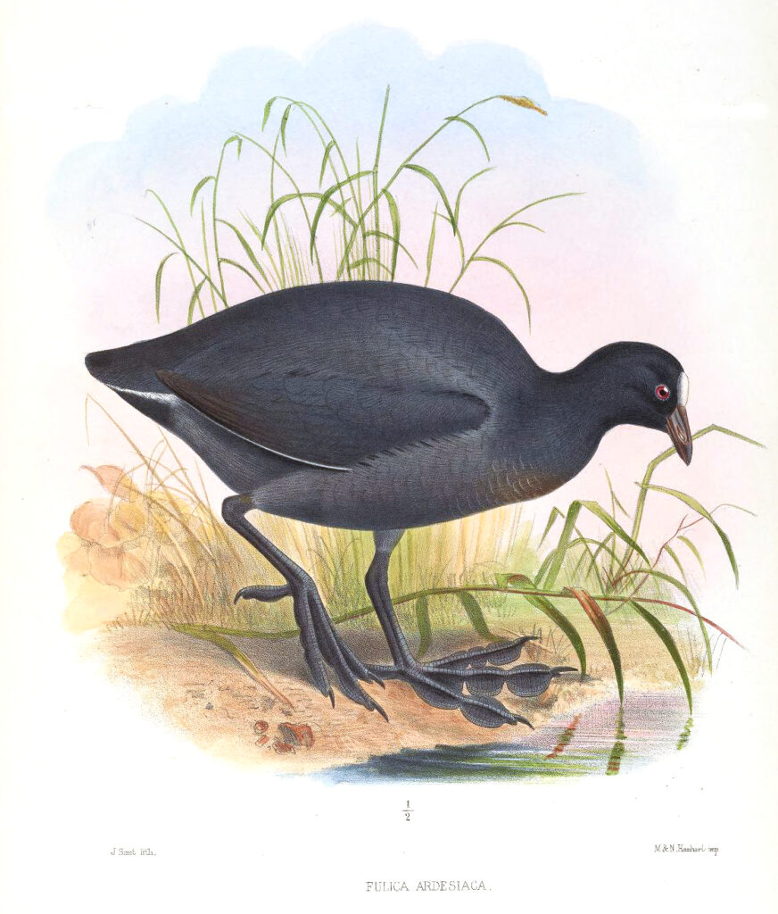 Andean Coot