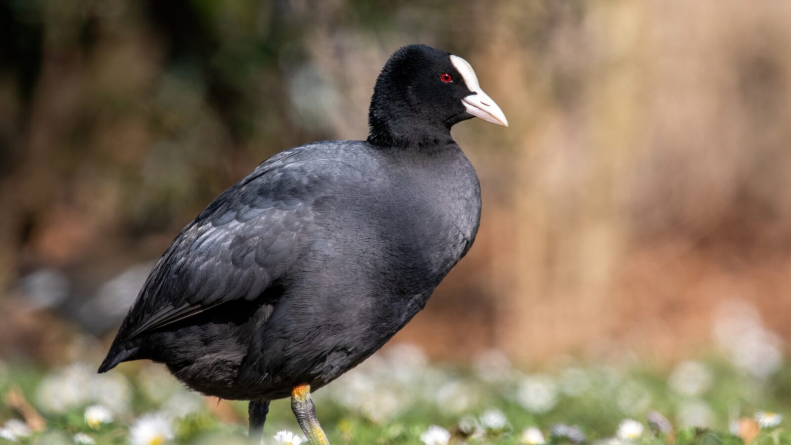 Eurasian Coot