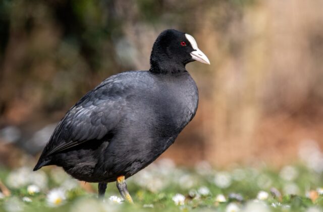 Eurasian Coot