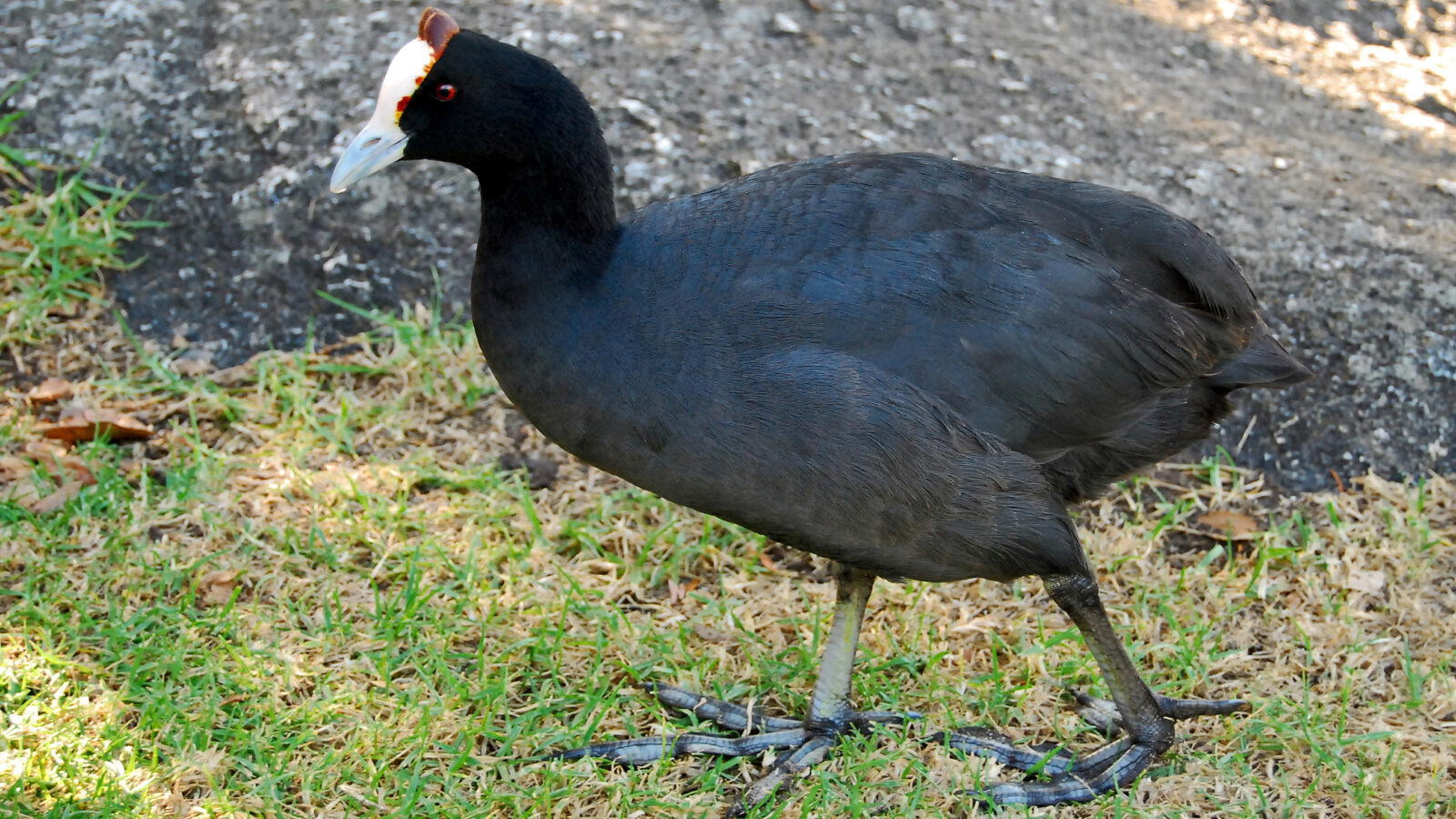Red-knobbed Coot