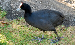 Red-knobbed Coot