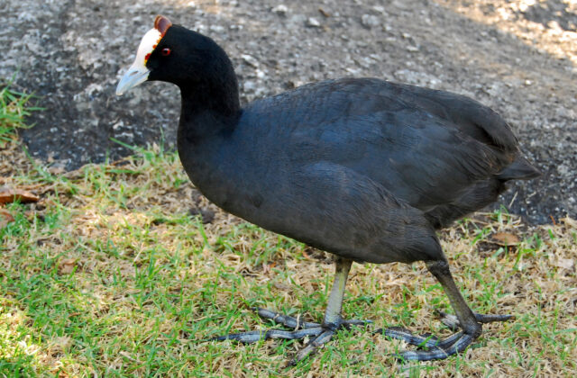 Red-knobbed Coot