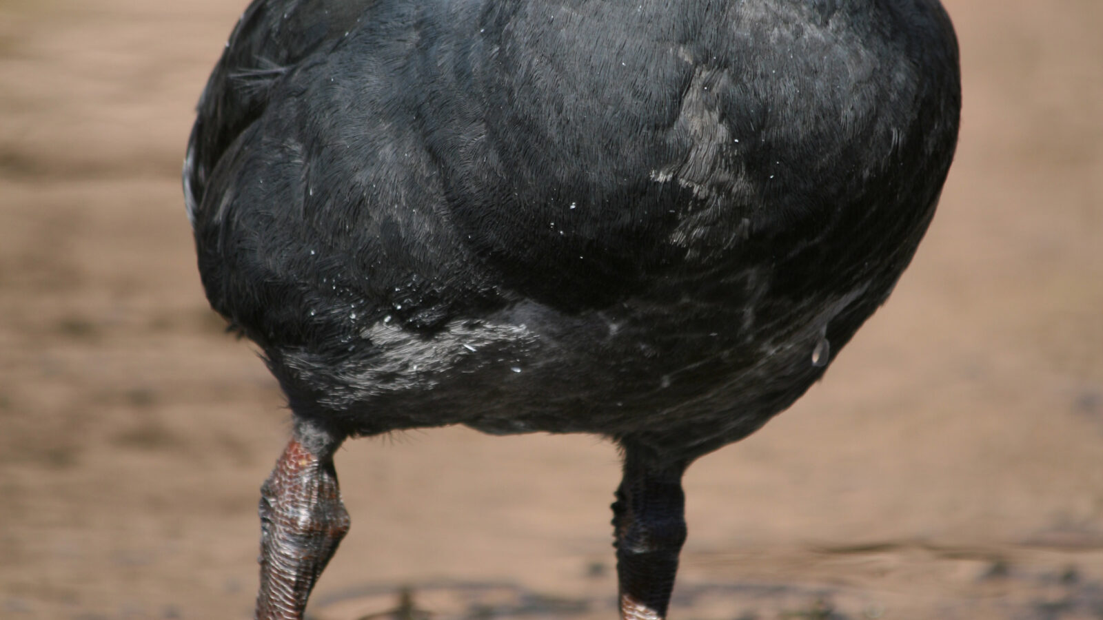 Giant Coot