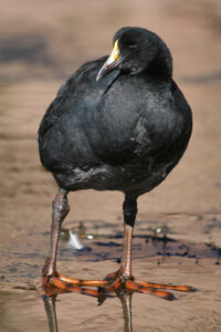 Giant Coot