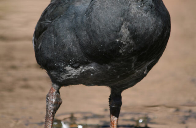 Giant Coot