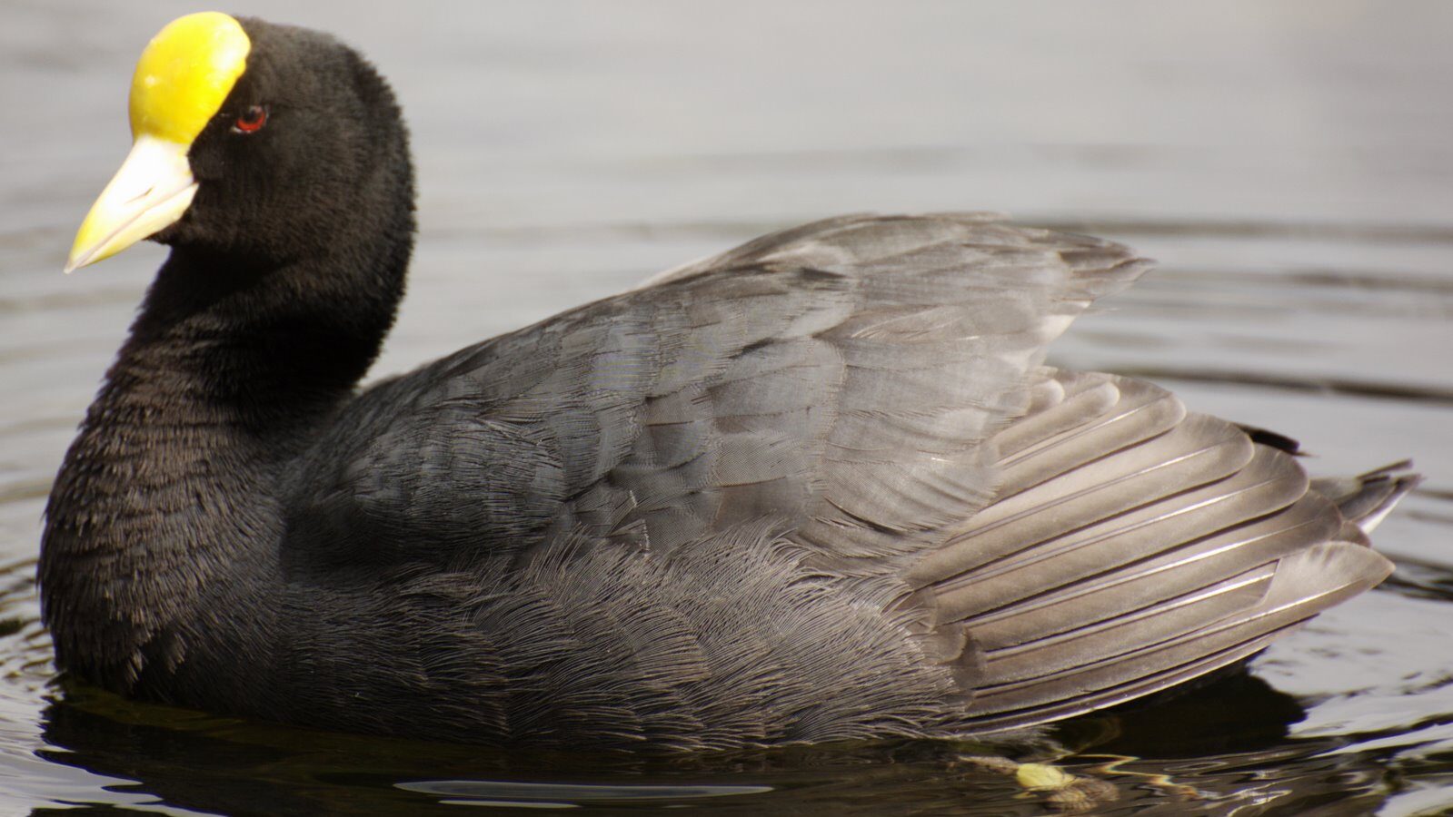 White-winged Coot