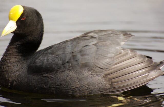 White-winged Coot