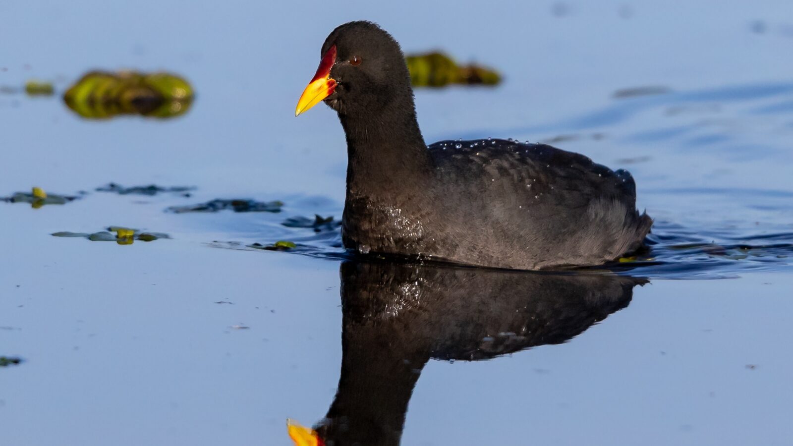 Red-fronted Coot