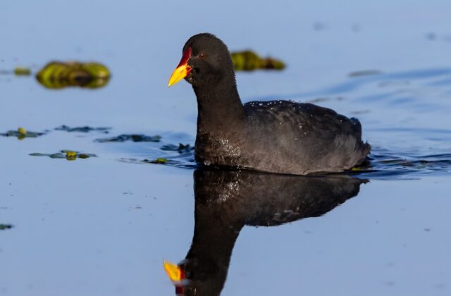 Red-fronted Coot