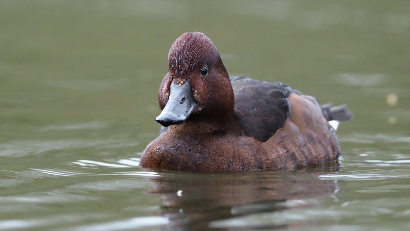 Ferruginous Duck