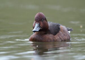 Ferruginous Duck