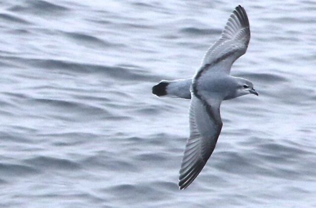Fulmar Prion