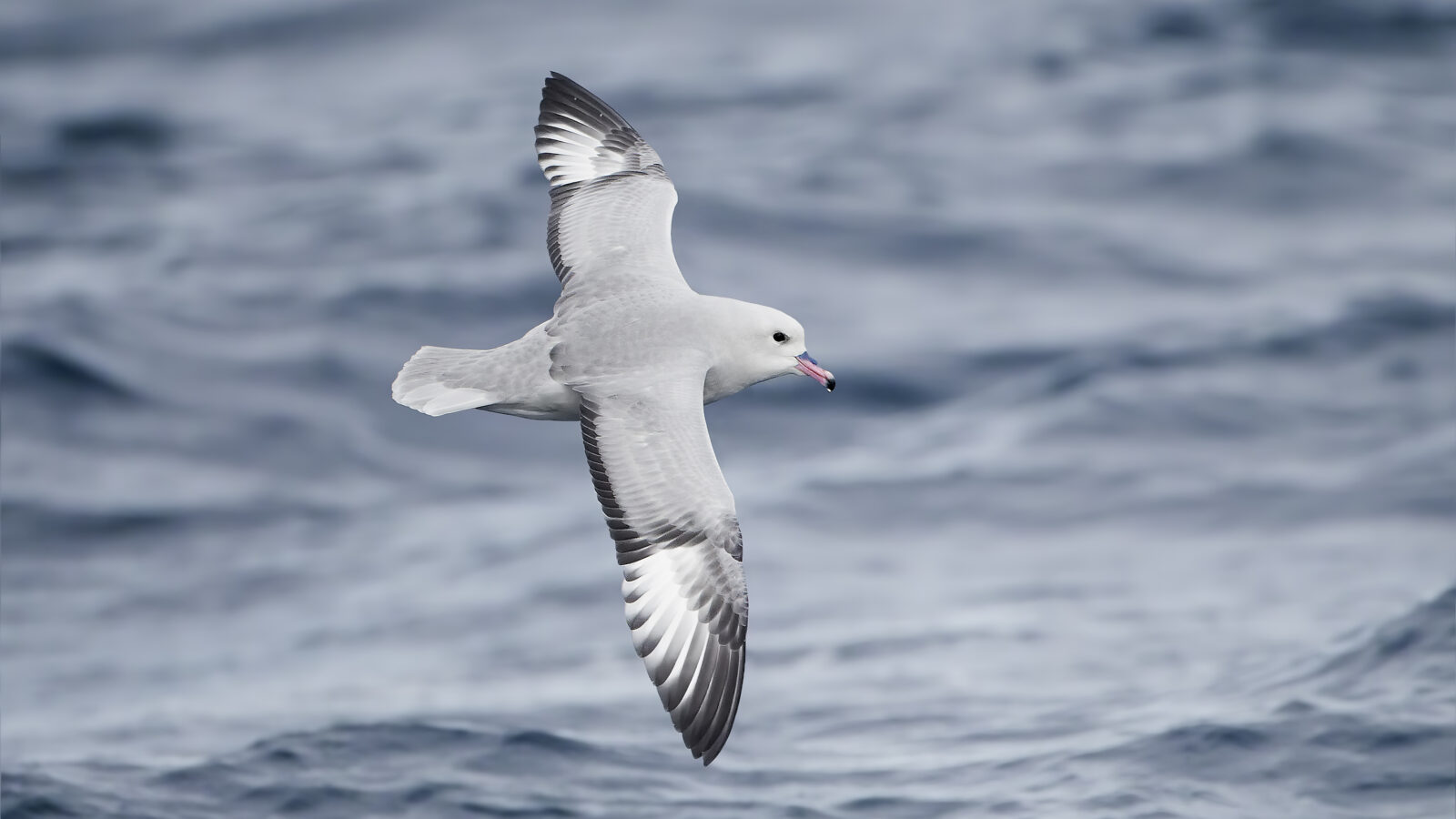 Southern Fulmar