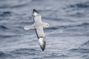 Southern Fulmar