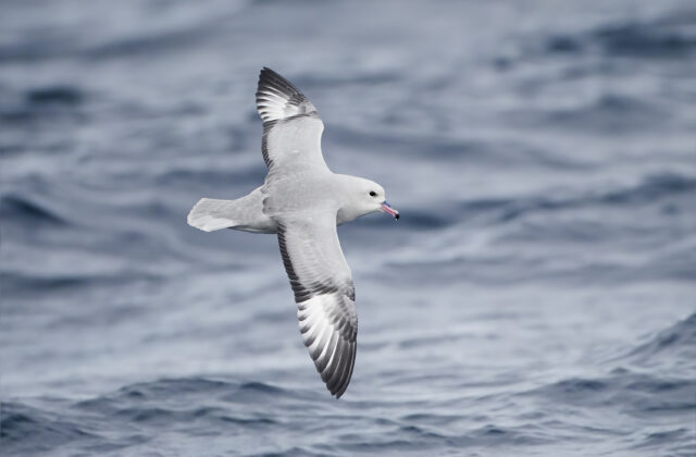 Southern Fulmar