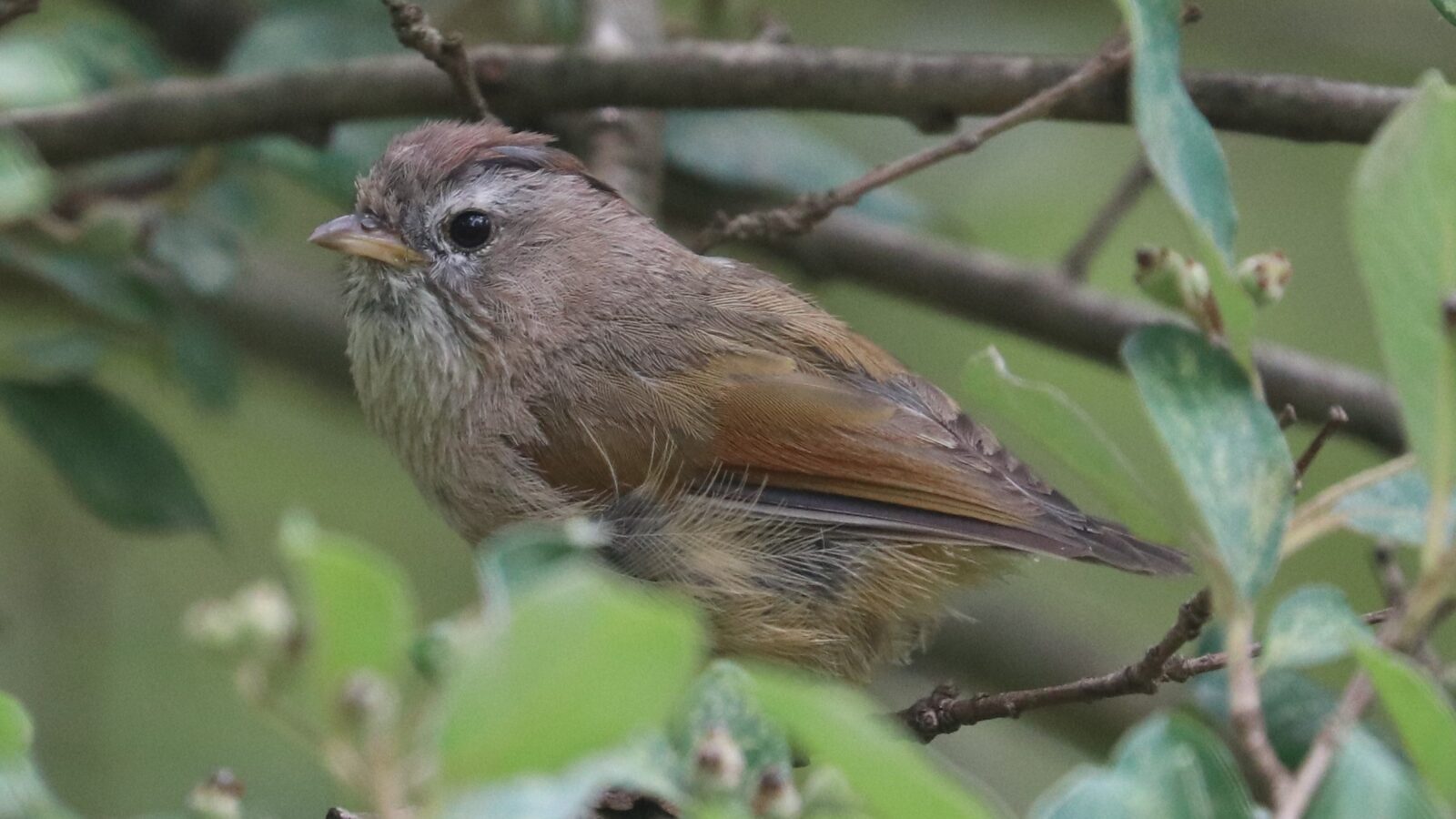 Spectacled Fulvetta