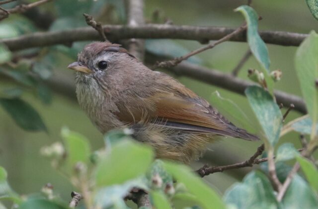 Spectacled Fulvetta