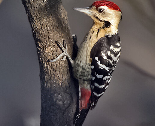 Fulvous-breasted Woodpecker