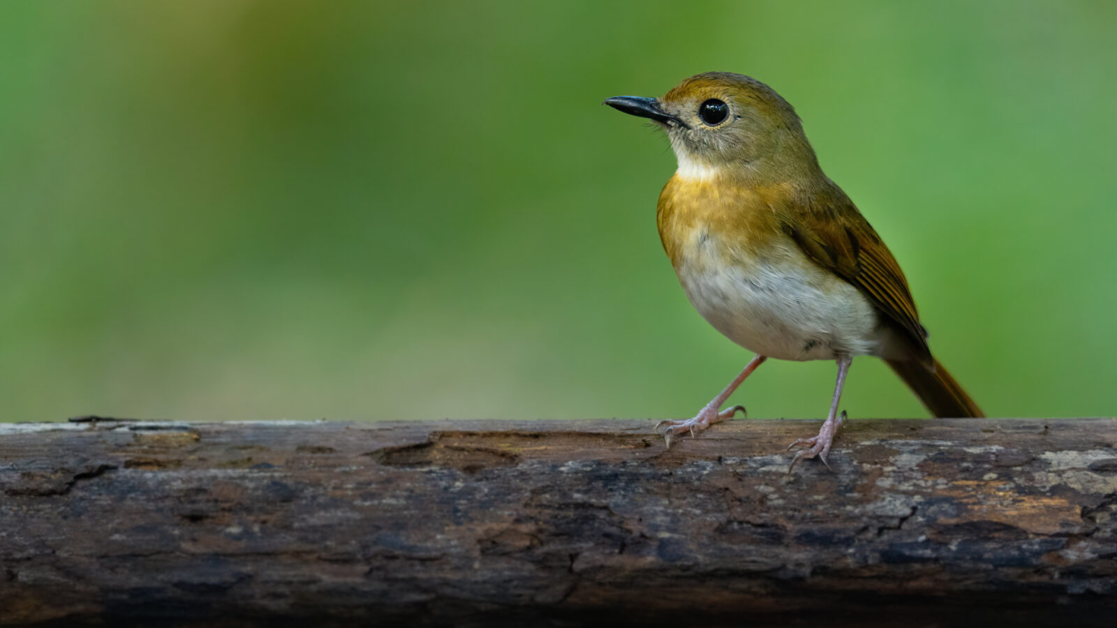 Fulvous-chested Jungle Flycatcher