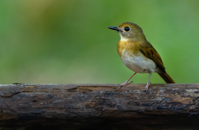 Fulvous-chested Jungle Flycatcher