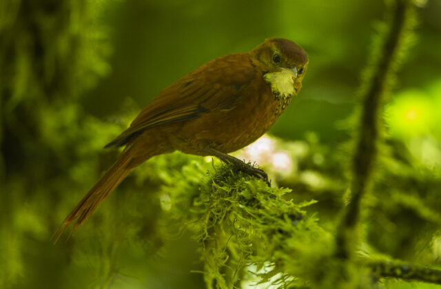 Star-chested Treerunner