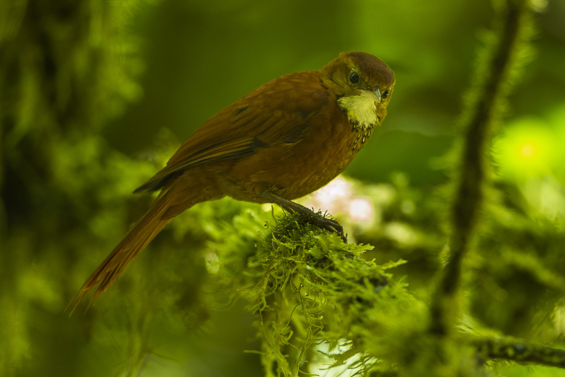 Star-chested Treerunner
