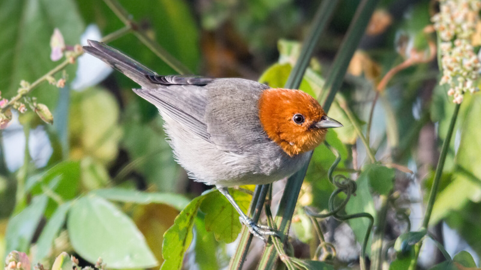 Fulvous-headed Tanager