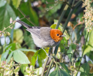 Fulvous-headed Tanager