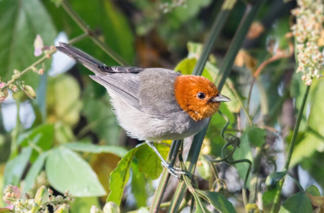 Fulvous-headed Tanager