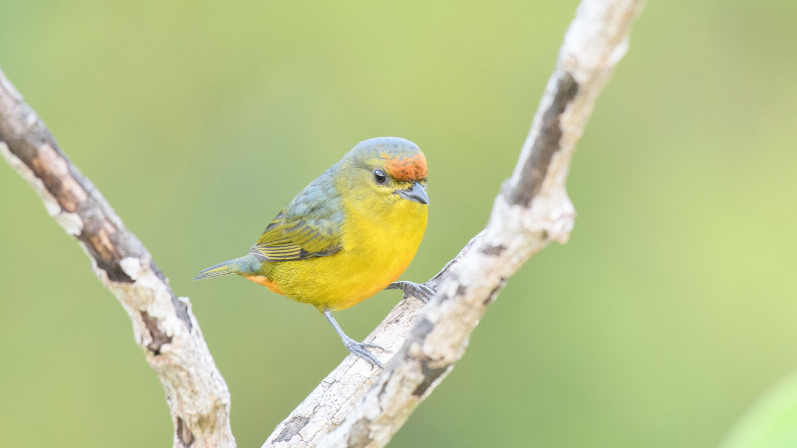 Fulvous-vented Euphonia