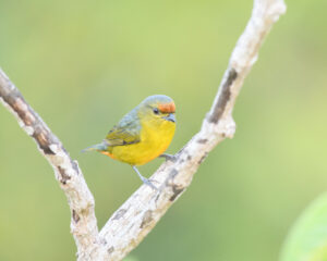 Fulvous-vented Euphonia