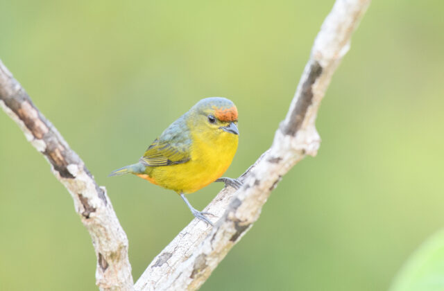 Fulvous-vented Euphonia