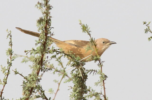 Fulvous Babbler